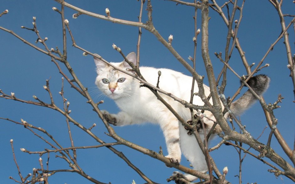 Котики на деревьях весной