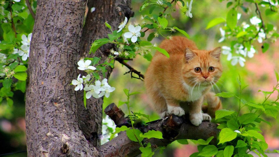 Кошки весной