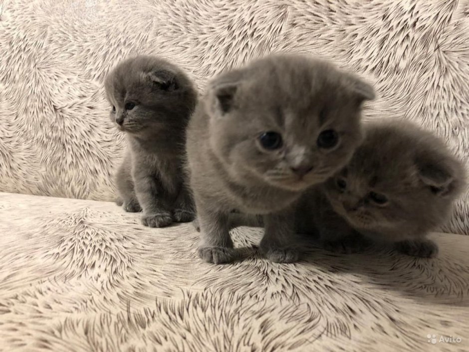 Шотландский котенок котенок страйк