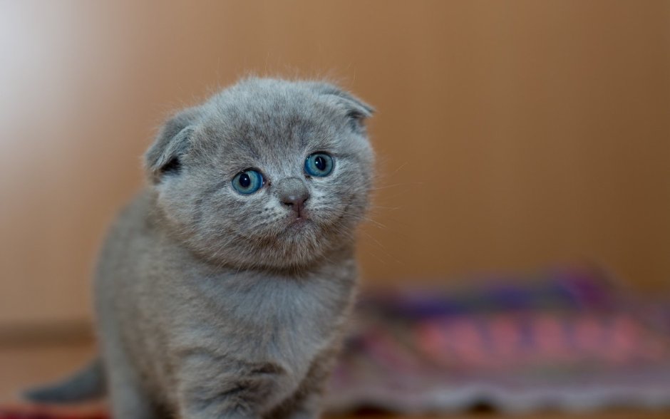 Котик вислоухий шотландец