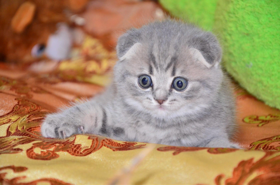 Котята скоттиш фолд вислоухие