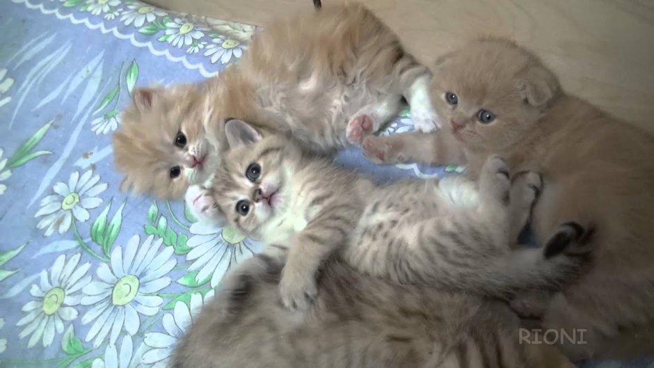 Прямоухие котята Новорожденные