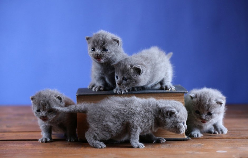 Манчкин кот