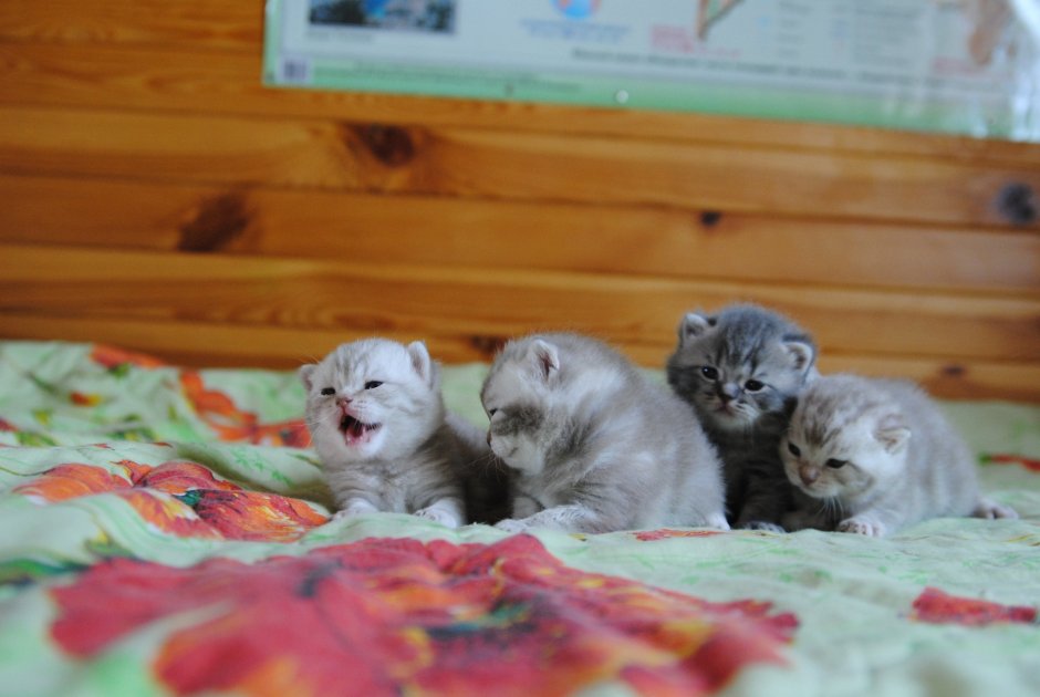 Котята скоттиш фолд двухнедельные