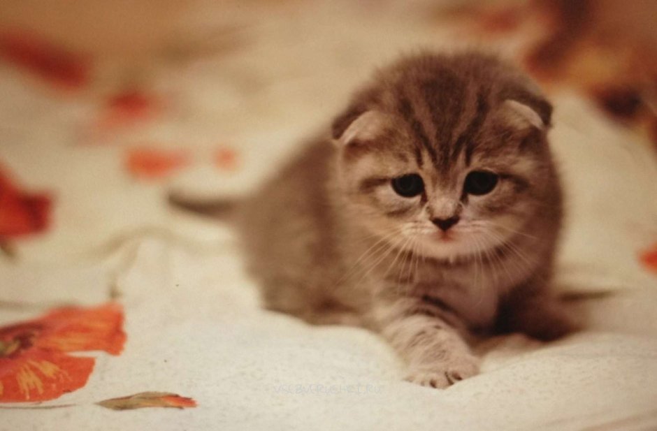 Белый полосатый вислоухий кот
