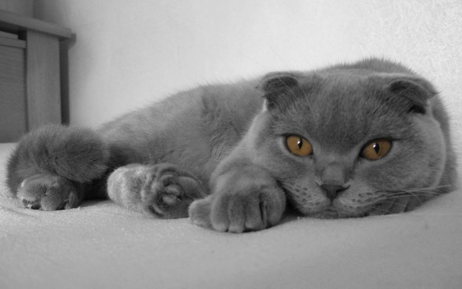 Вислоухий шотландский кот Васька