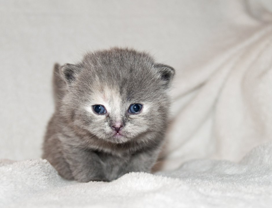 Шотландский вислоухий кот вискас