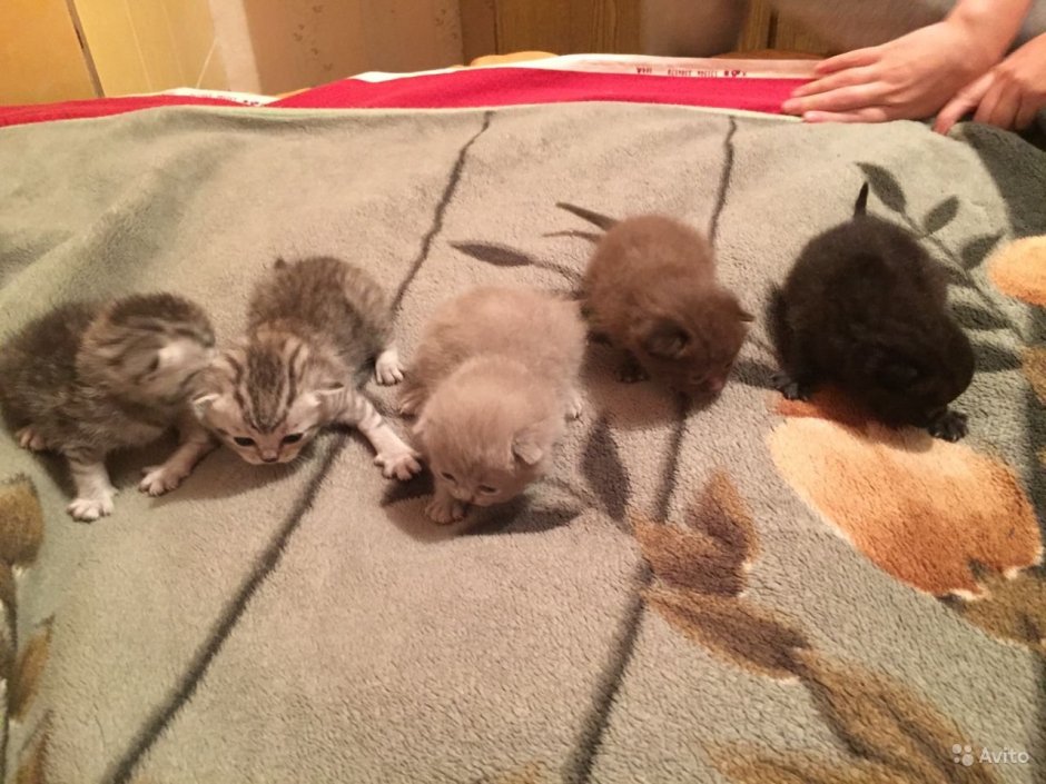 Маленький милый котенок