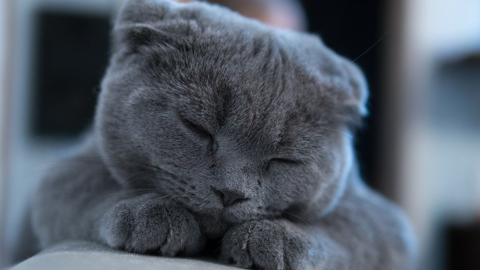 Чистокровные Шотландские котята вислоухие