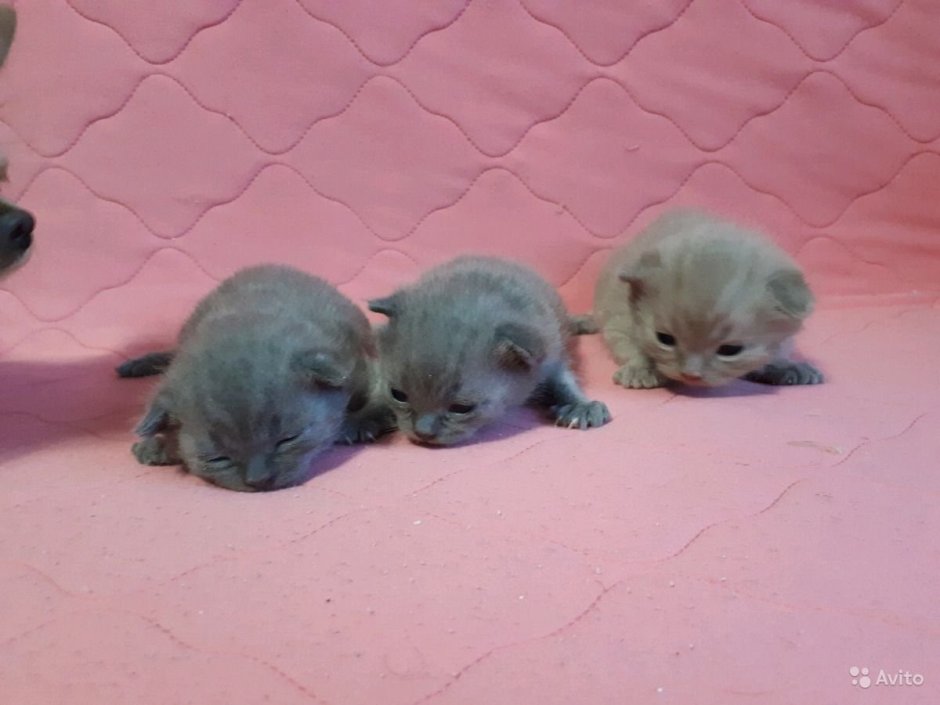 Шотландская вислоухая кошка мраморная черная