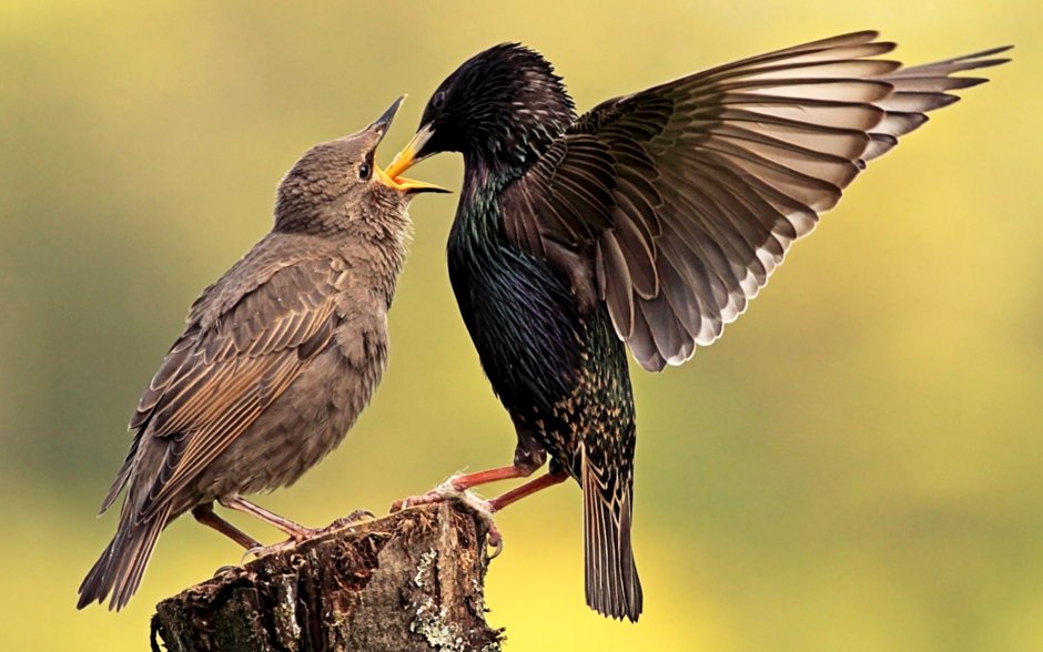 Greater Blue eared Starlings feeding their chicks