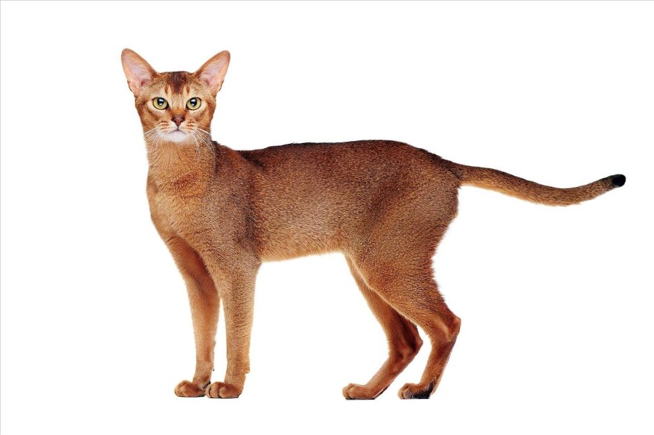 Абиссинская кошка