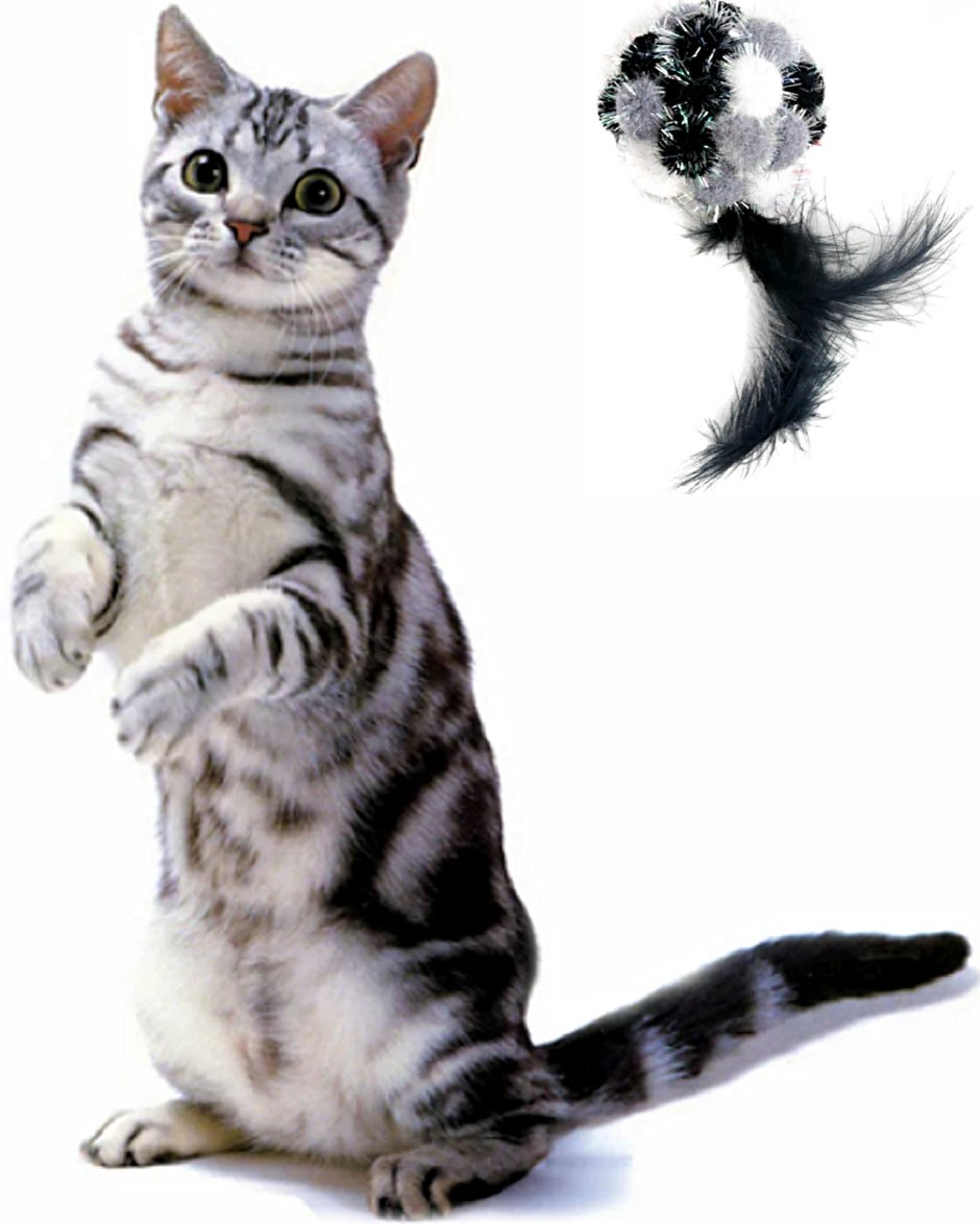 Американская короткошёрстная кошка