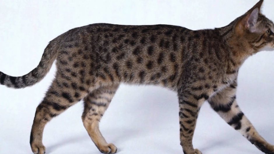 Калифорнийская пятнистая кошка