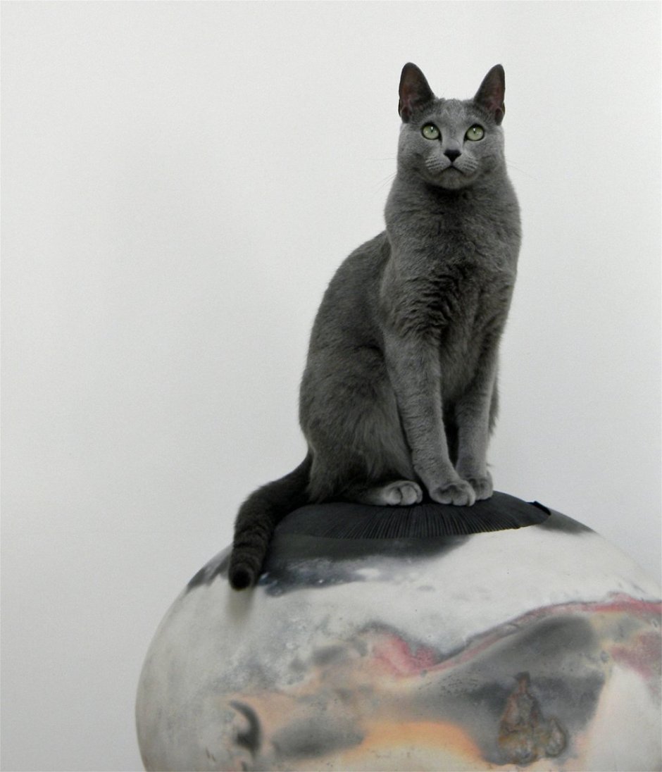 Сидячий кот