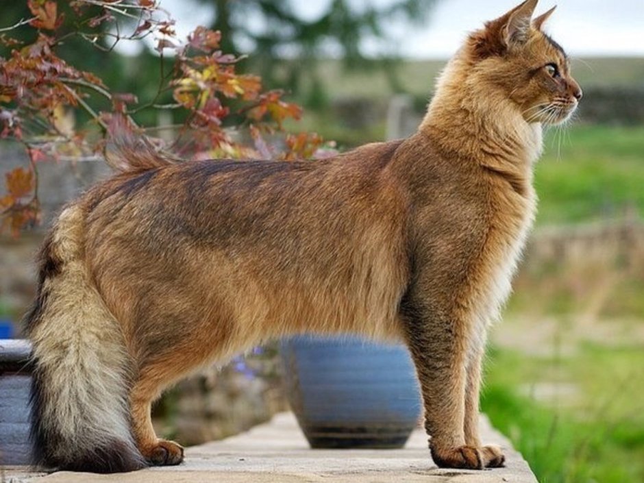 Сомалийская кошка