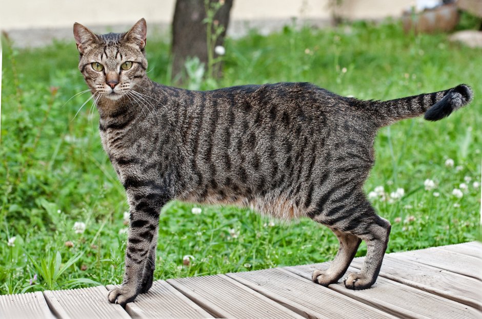 Египетская МАУ кошка