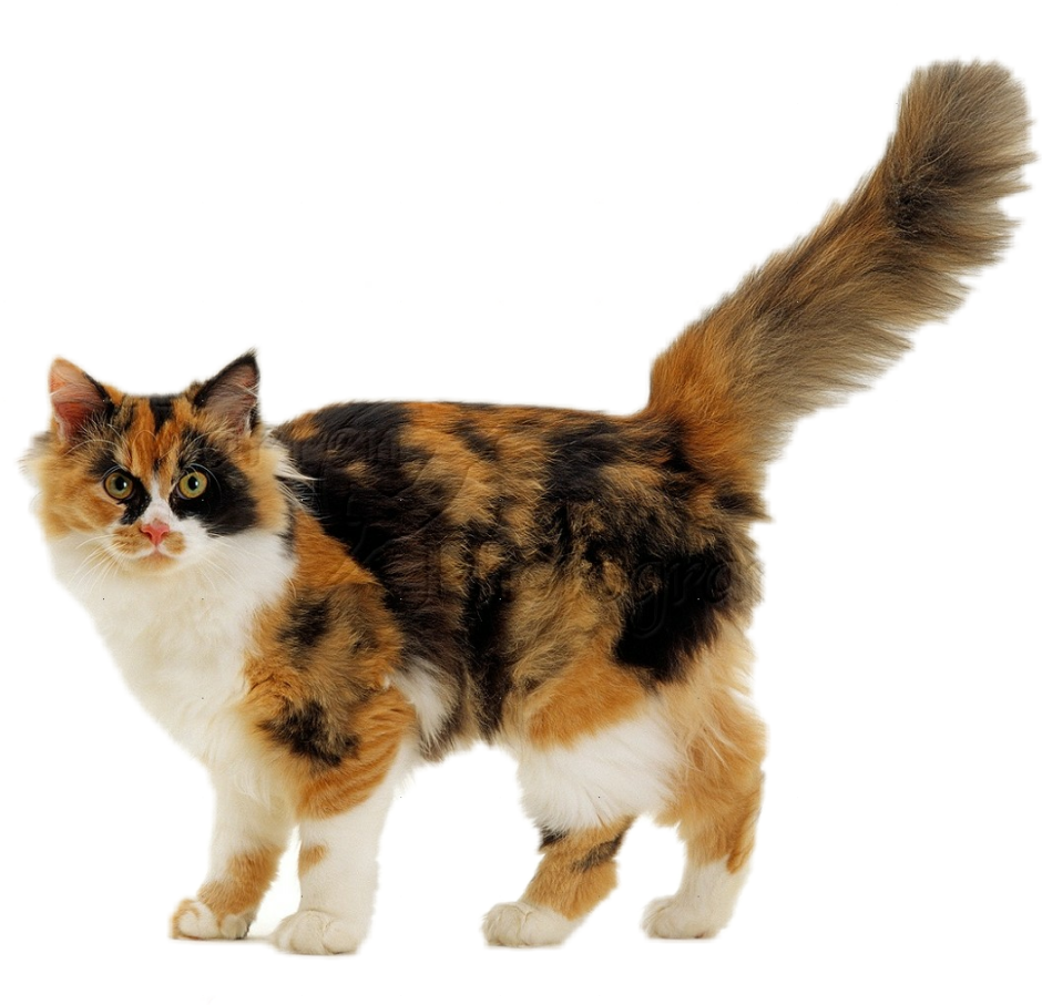 Рагамаффин кошка трехцветная