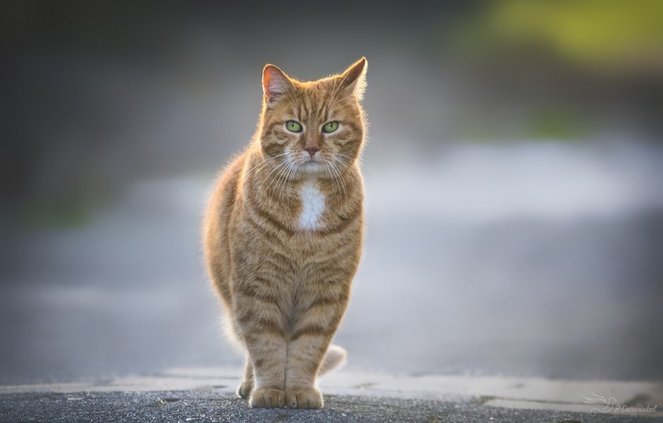 Кошки вперед