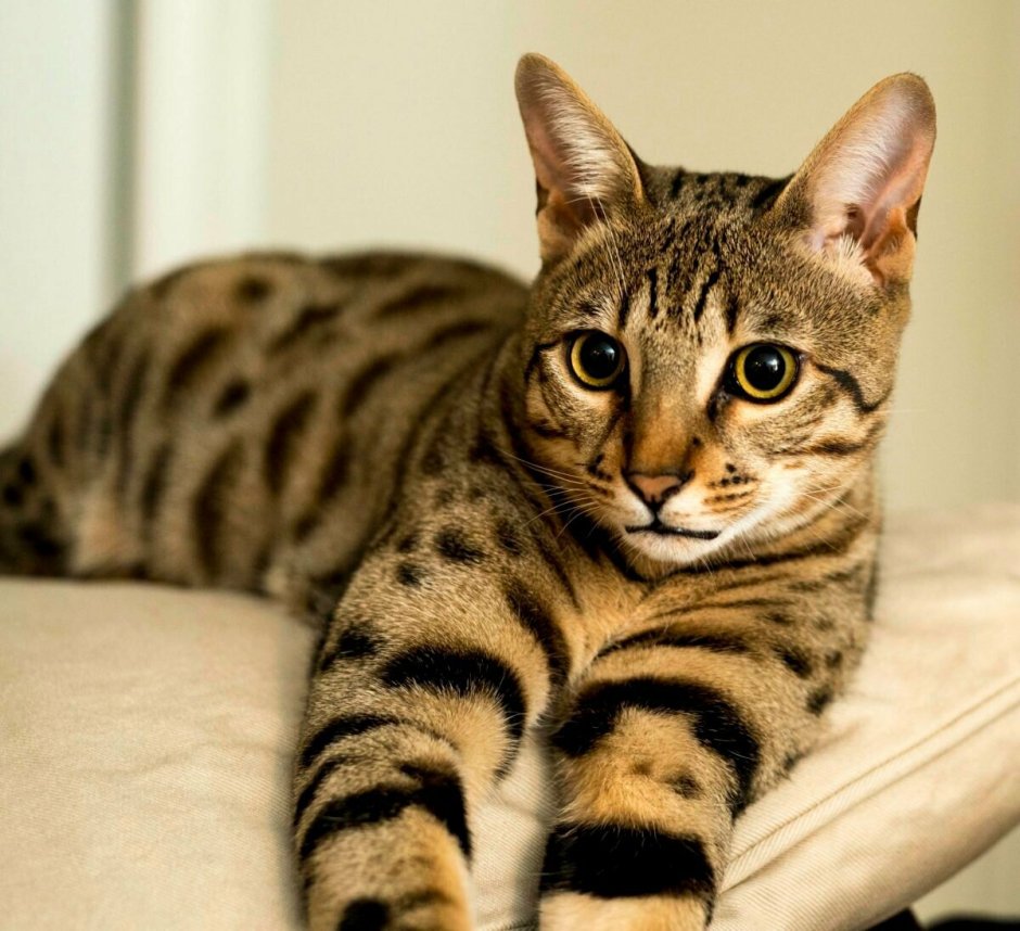 Саванна кошка