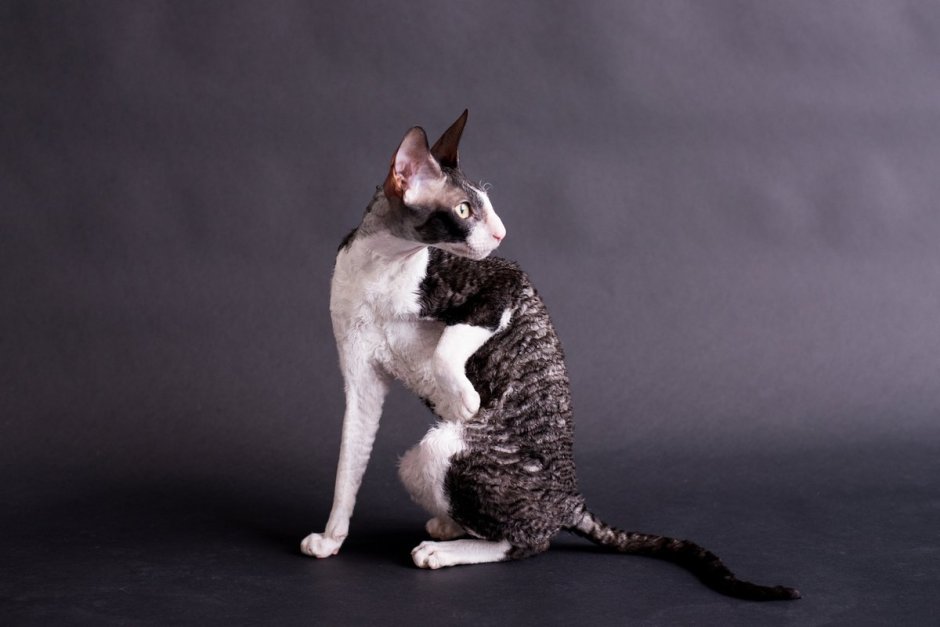 Корниш рекс кошка