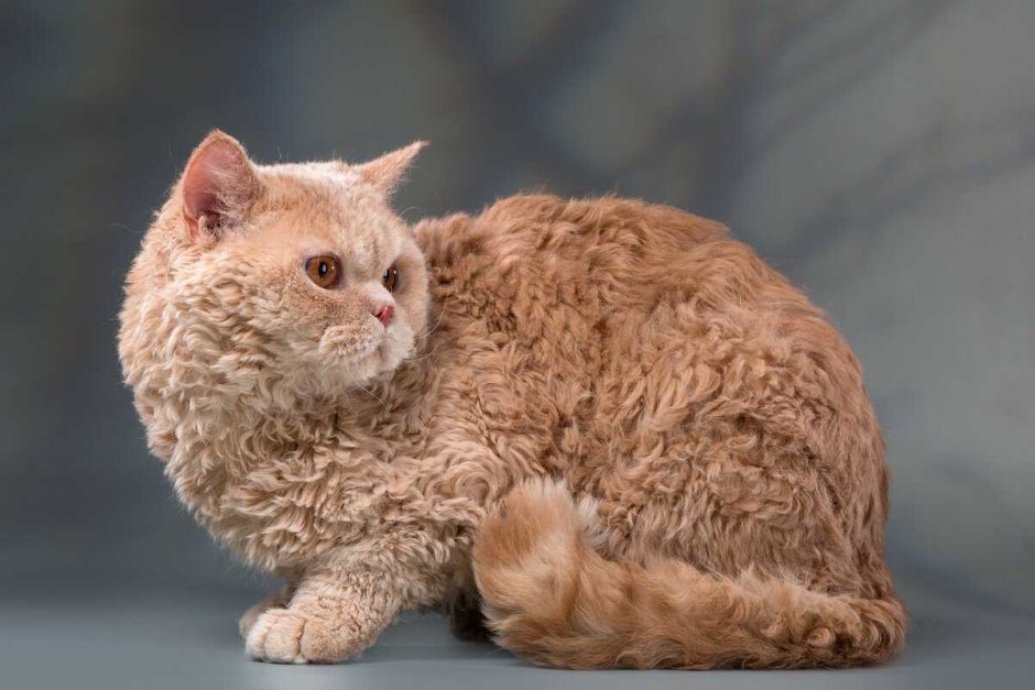 Кот Селкирк рекс