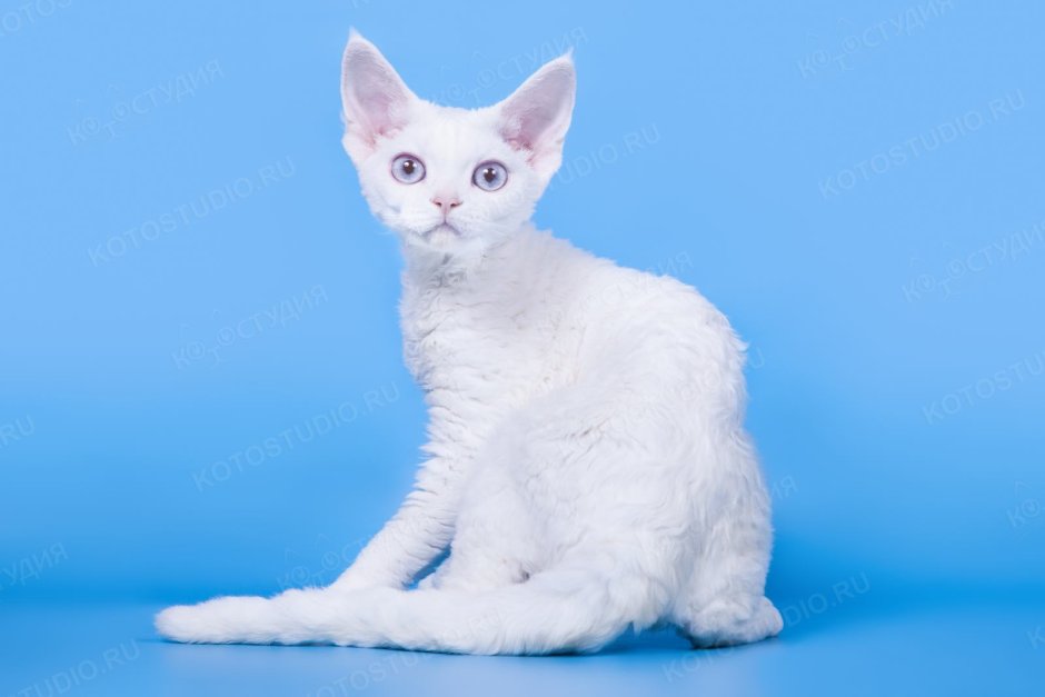 Котенок породы немецкий рекс белый фото