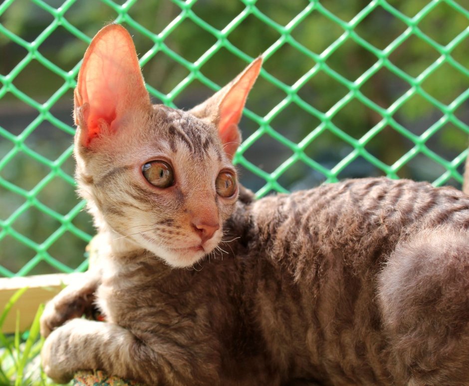 Кудрявые котята Корниш-рекс