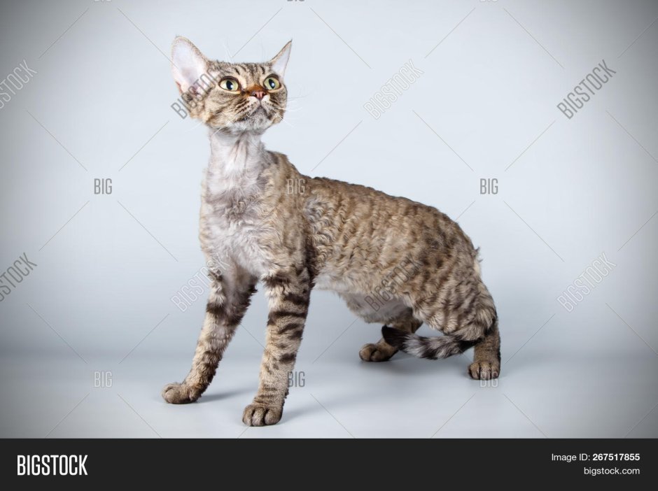Скоттиш рекс кошка