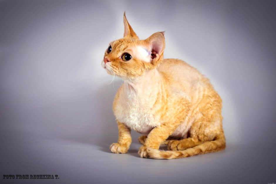 Коты Девон рекс