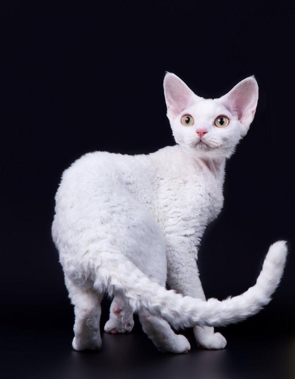 Скоттиш рекс кошка