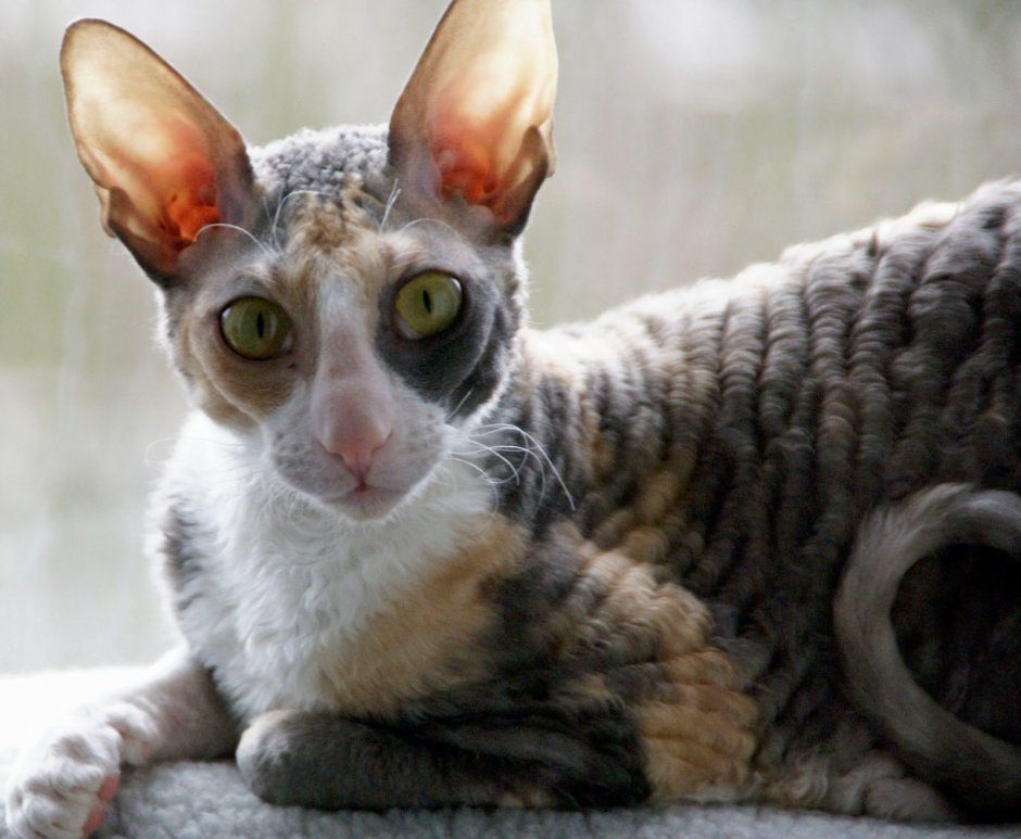 Кот Корниш рекс