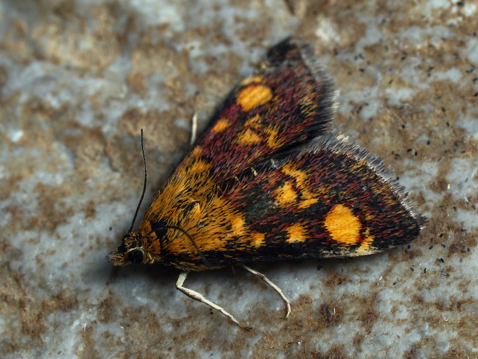 Огнёвка трескучая Psophus stridulus