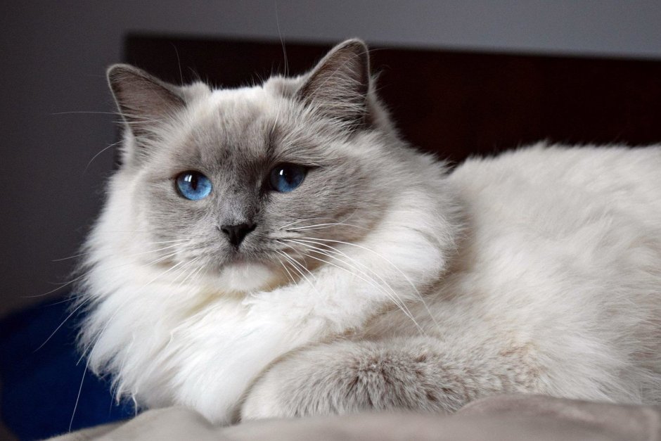 Кот Рэгдолл