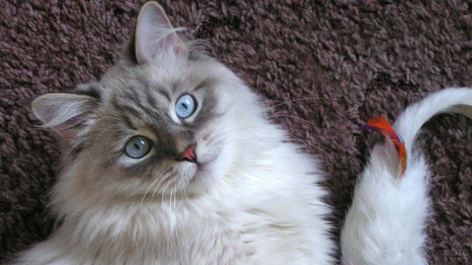 Невский маскарадный кот гладкошерстный