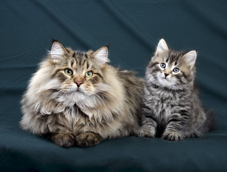 Сибирский длинношерстный кот