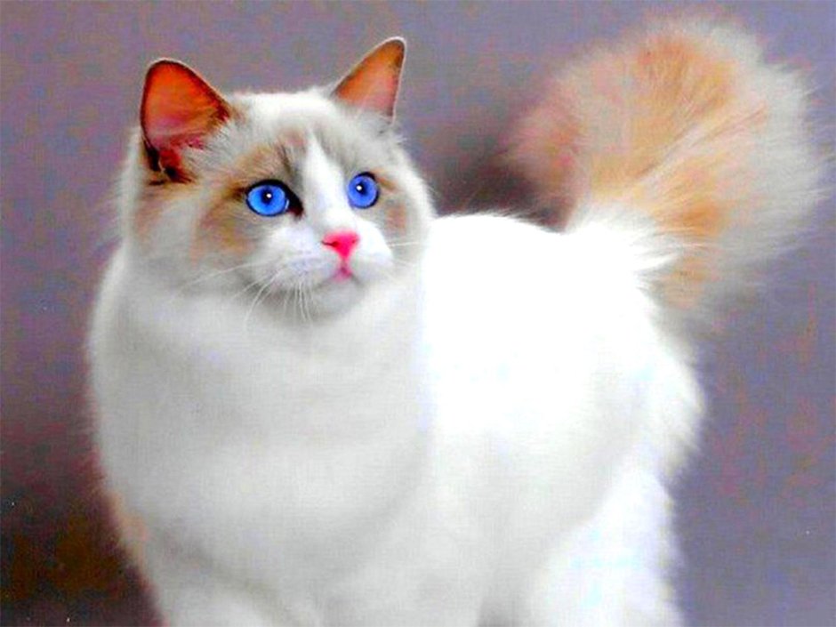 Рэгдолл короткошерстный серый