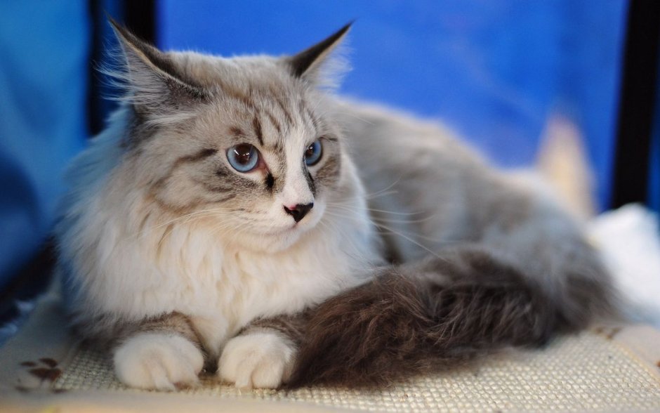 Невская маскарадная кошка
