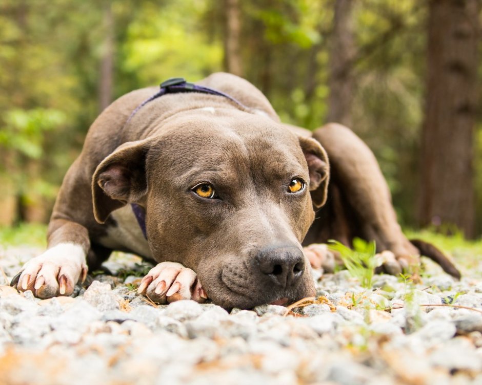 Lab Pit bull