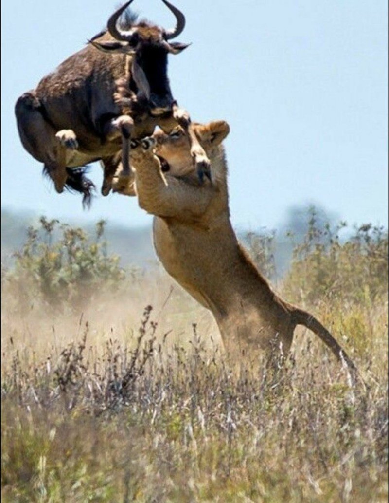 Гепард и антилопа