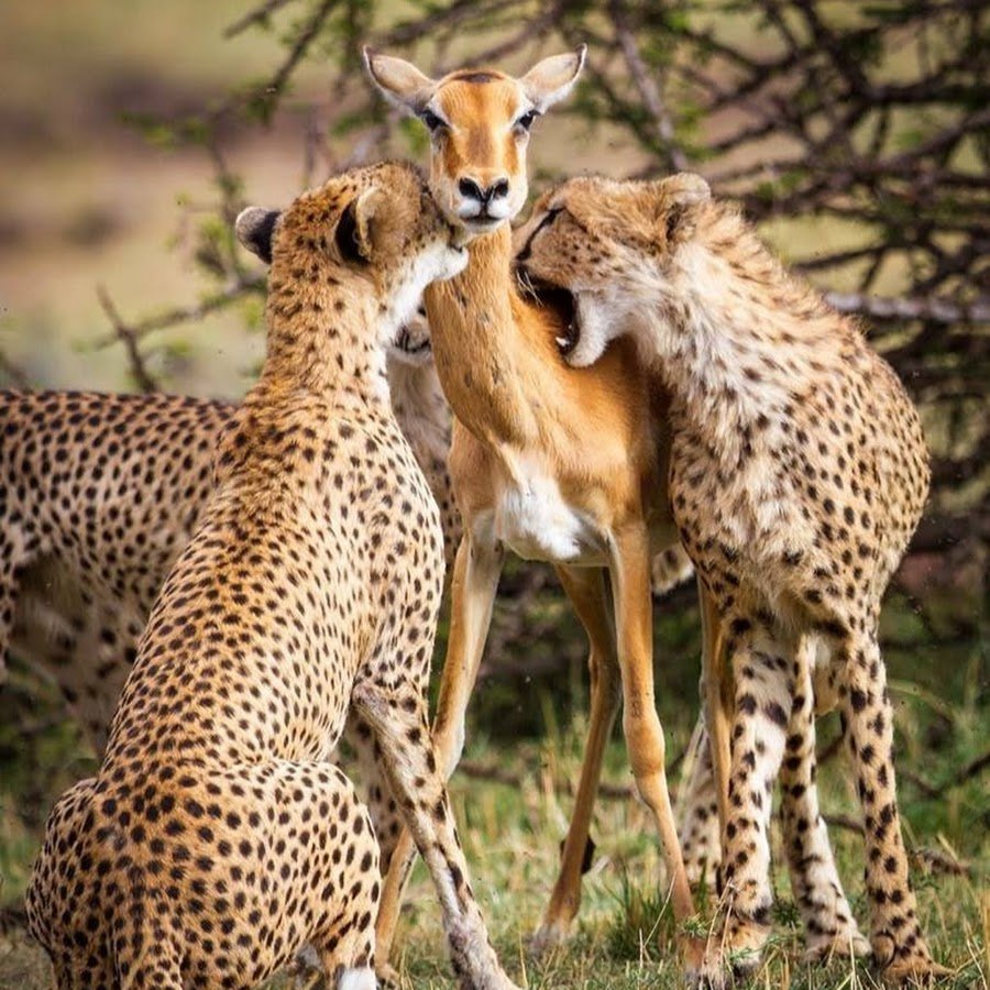 Охота Льва на антилопу гну