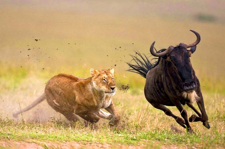 Серенгети парк охота Львов