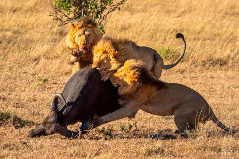 Лев охотится