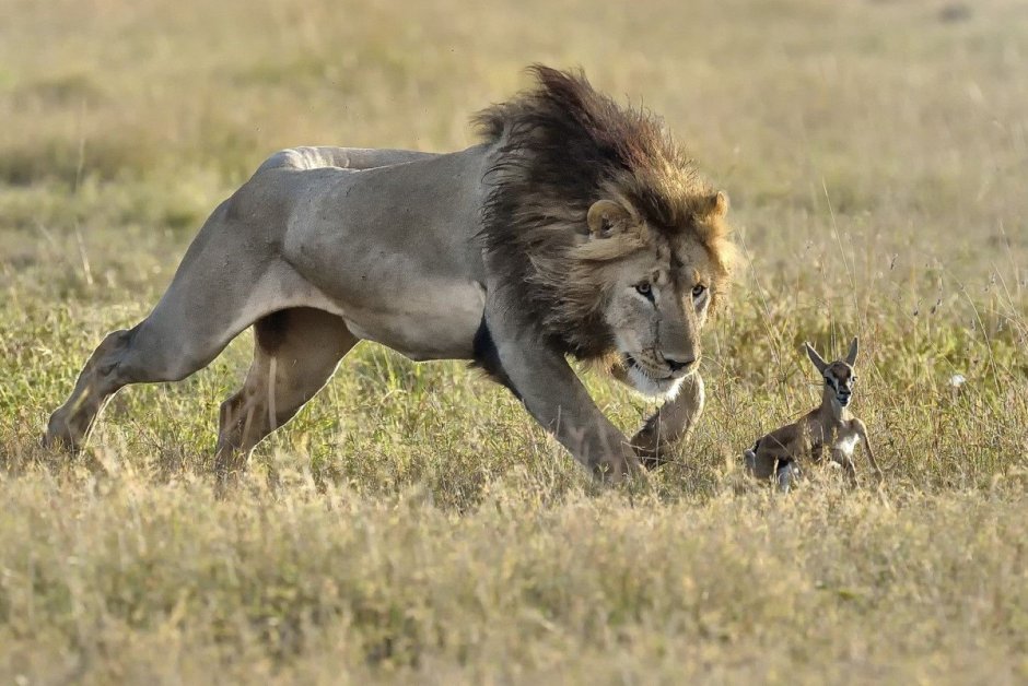 Львица в прыжке