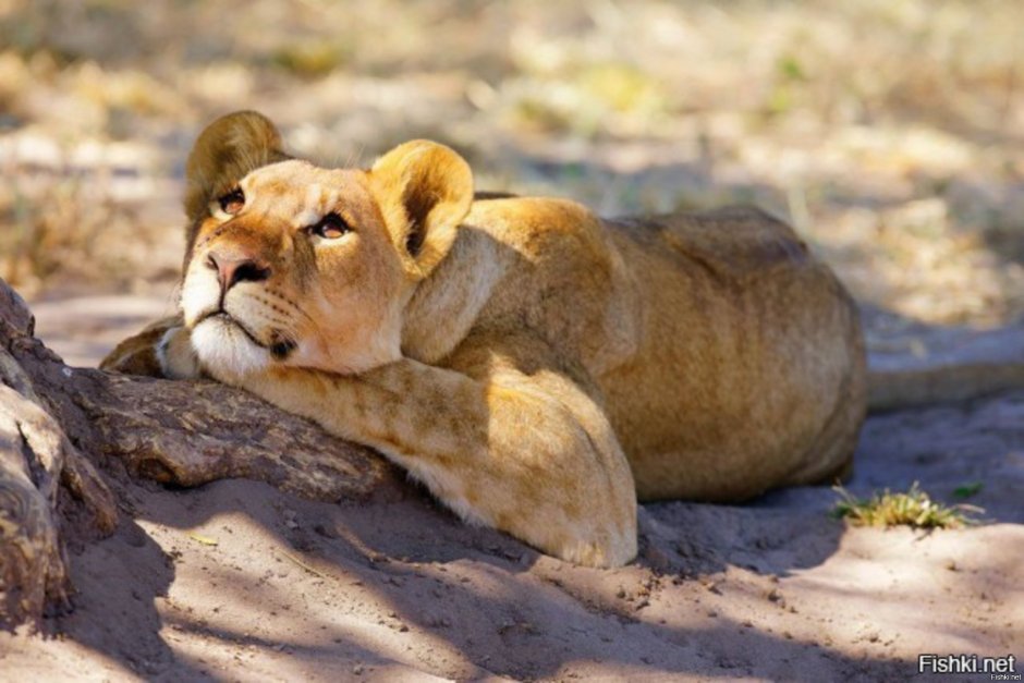 Китайская порода против Льва