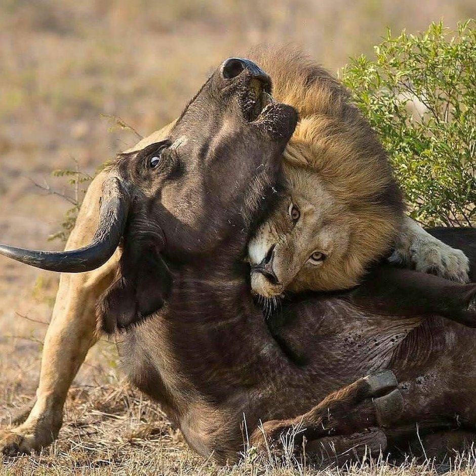 Лев охотится на антилопу ночью