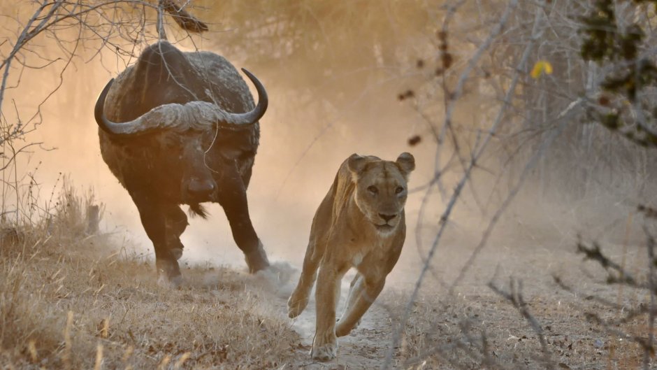 Серенгети львы охота