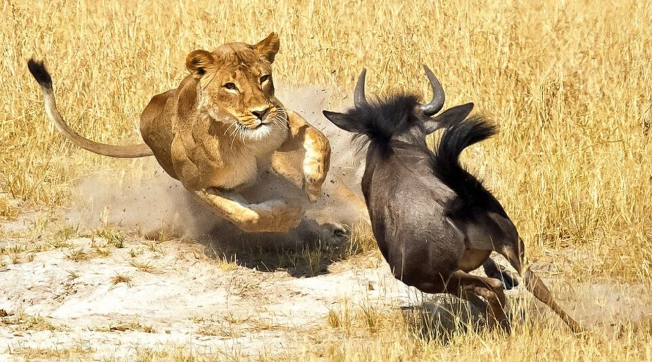 Лев бежит за добычей