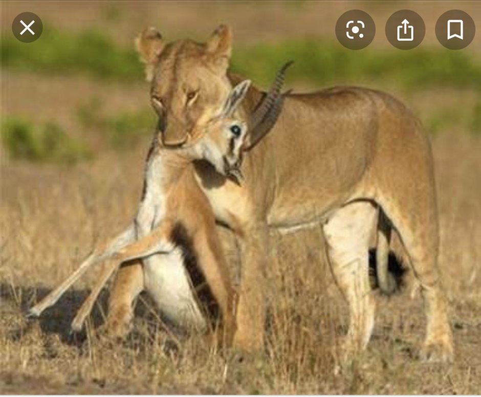 Лев львица и маленький Львенок