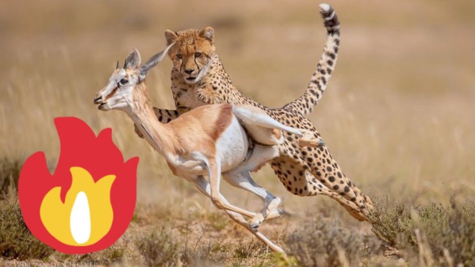 Львица и антилопа